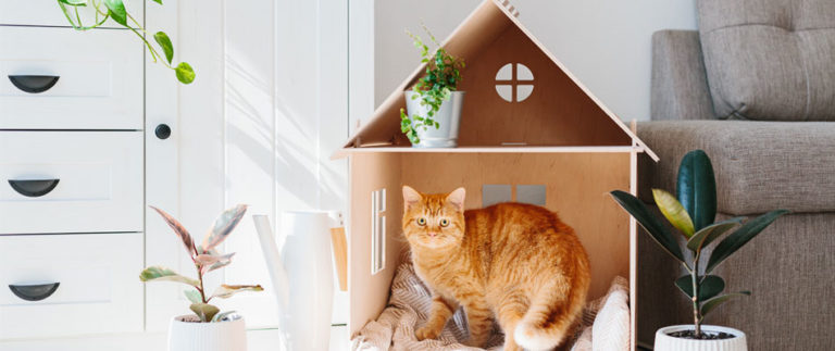Comment bien accueillir un chat à la maison