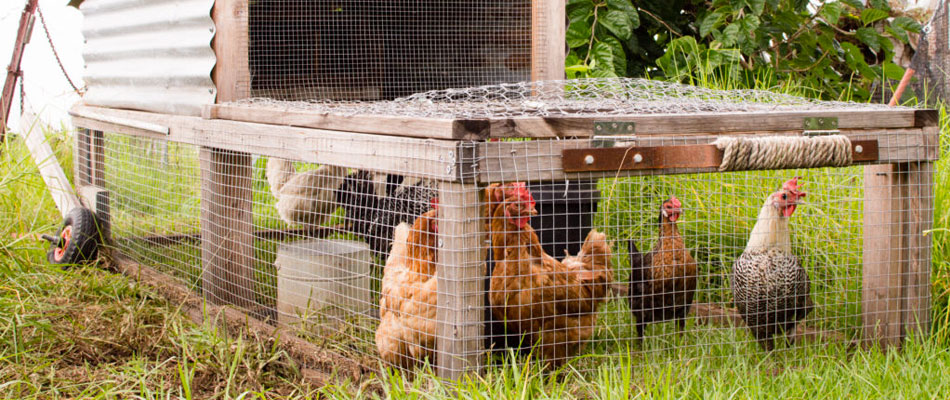 choisir sa cabane à poules