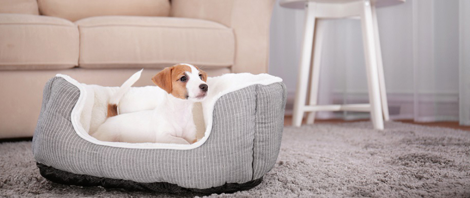 mobiliers pour les chiens