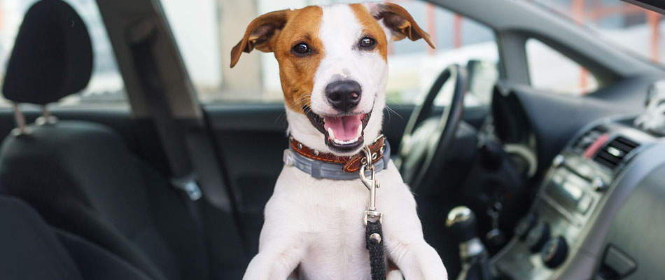 Collier anti-puce pour chiens