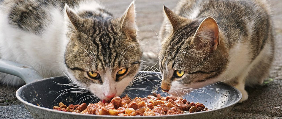 croquettes pour chat