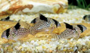 Corydoras, poisson nettoyeur