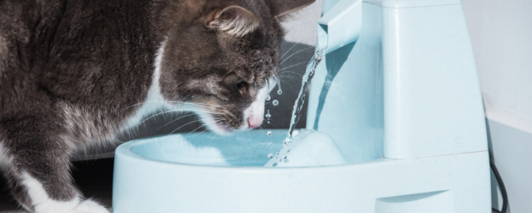 Fontaine à eau pour chat