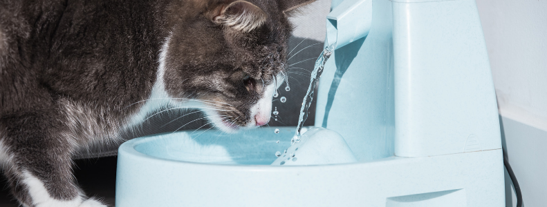 Fontaine à eau pour chat