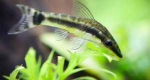 Otocinclus poisson nettoyeur