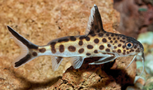 Synodontis, poisson nettoyeur