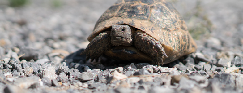 Tortue de terre