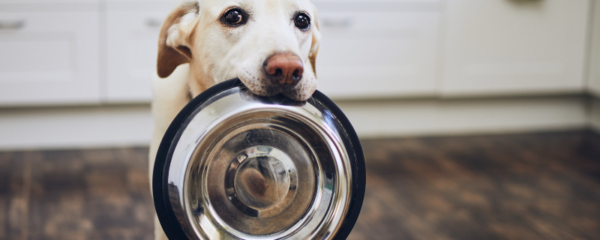 Durée pendant laquelle un chien peut rester sans manger