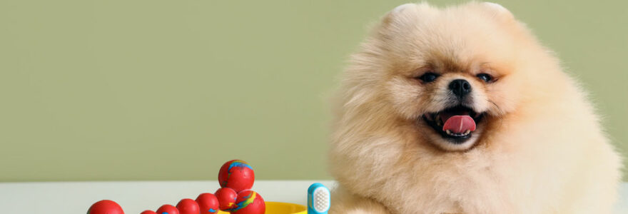 produits essentiels pour chien